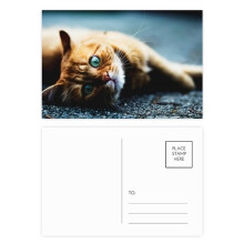 Animal Pure Blue Eye Cat Photograph Postcard Set Birthday Mailing Thanks Greeting Card