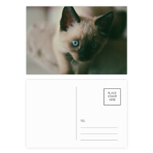 Animal Blue Eye Kitten Gray Photograph Postcard Set Birthday Mailing Thanks Greeting Card