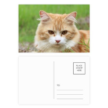 Yellow Stripes Cat Stare Pet Animal Postcard Set Birthday Mailing Thanks Greeting Card