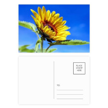 sunflowers blue sunshine flower postcard set birthday mailing thanks greeting card