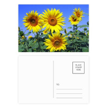 sunshine flowers sunflowers blue postcard set birthday mailing thanks greeting card