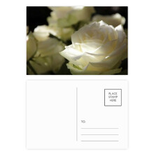 Dark Big-sized White Roses Postcard Set Birthday Mailing Thanks Greeting Card