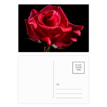 Dark Red Roses Flowers Postcard Set Birthday Mailing Thanks Greeting Card