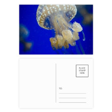 Ocean Jellyfish Science Nature Picture Postcard Set Birthday Mailing Thanks Greeting Card