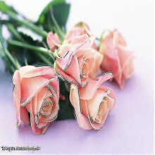 (200pcs-rose-NO.20) Desert Rose Flower Adenium Lily Rose