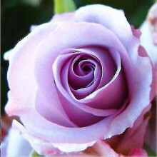 (200pcs-rose-NO.21) Desert Rose Flower Adenium Lily Rose
