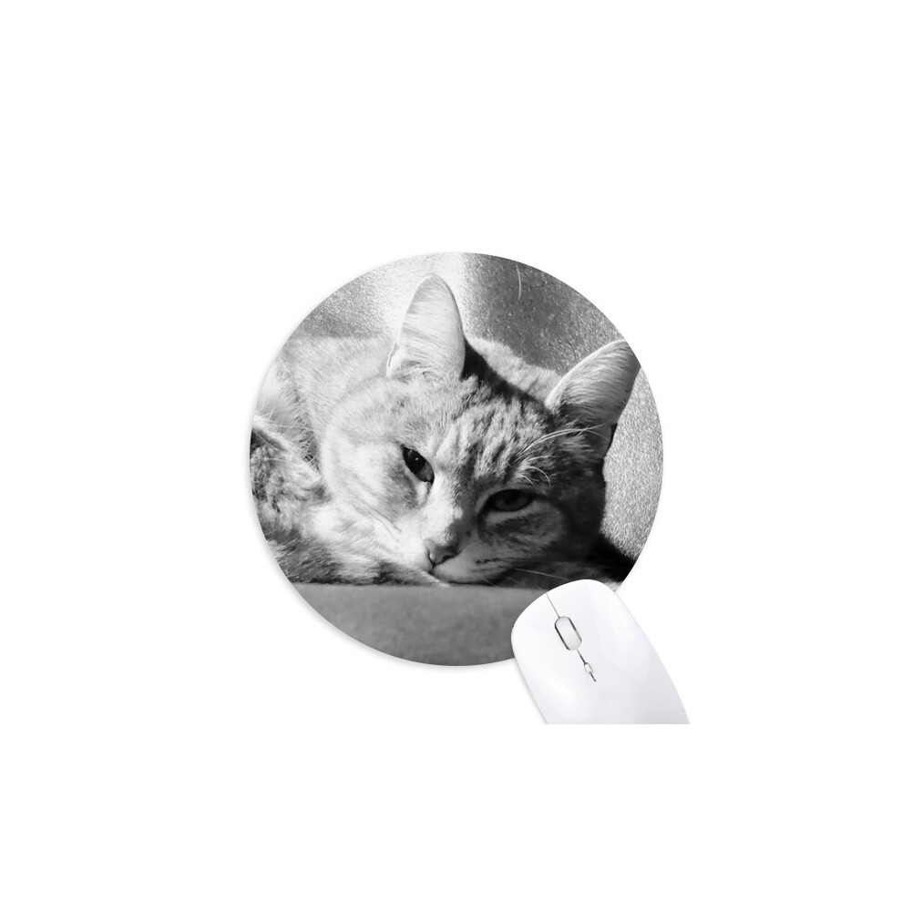 Animal Pure Cat Photograph Picture Mouse Pad Comfortable Game Office Mat Gray 697184812507