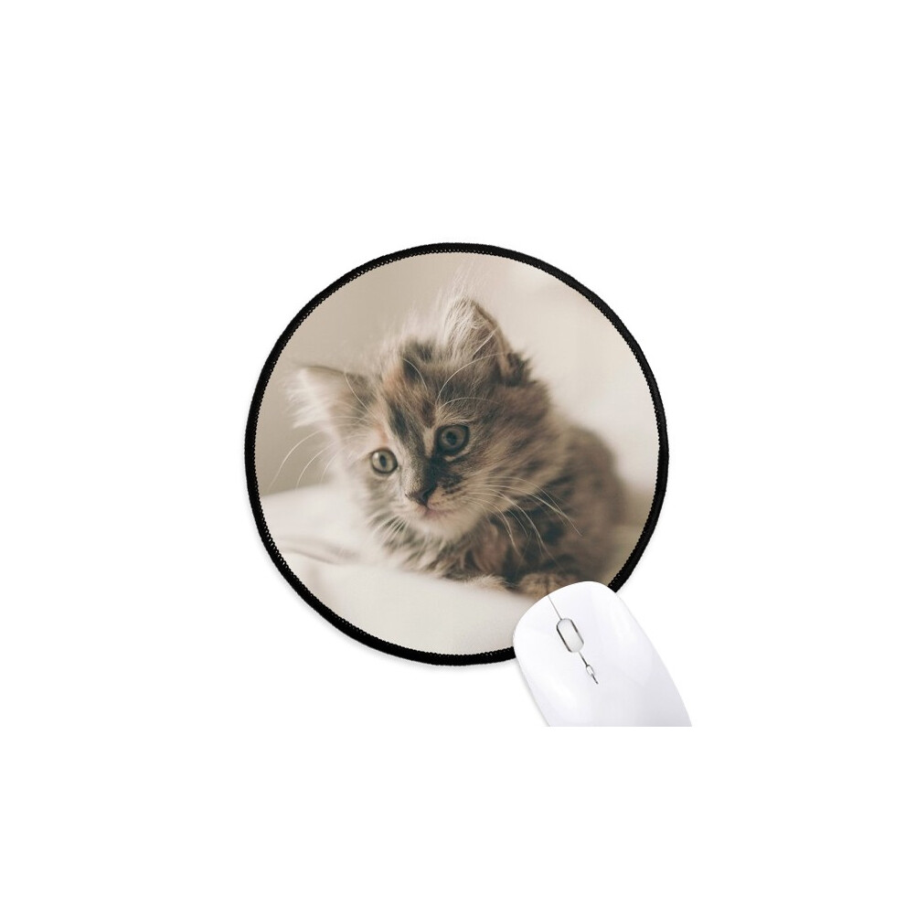 Animal Kitty Cat Photograph Mouse Pad Desktop Office Round Mat For Computer Gray 697184821837