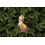 Festive 12cm Glass Fox Decoration 1