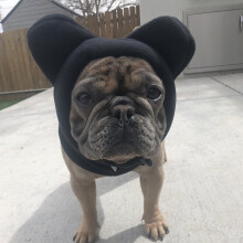 (Black, M) Winter Pet Dog Hats French Bulldog Dog Polar Fleece Warm And Windproof Outdoor