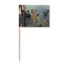 Feed Swan Art Deco  Fashion Toothpick Flags Marker Topper Party Decoration