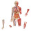 Learning Resources Learning Resources Double-Sided Magnetic Human Body  3 Foot Tall  17 P 1