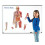 Learning Resources Learning Resources Double-Sided Magnetic Human Body  3 Foot Tall  17 P 5
