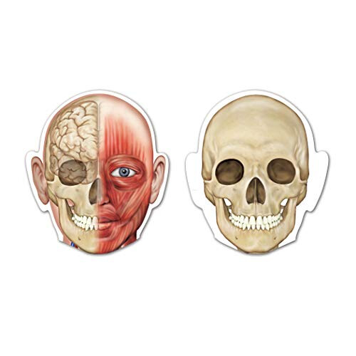 Learning Resources Learning Resources Double-Sided Magnetic Human Body  3 Foot Tall  17 P 2