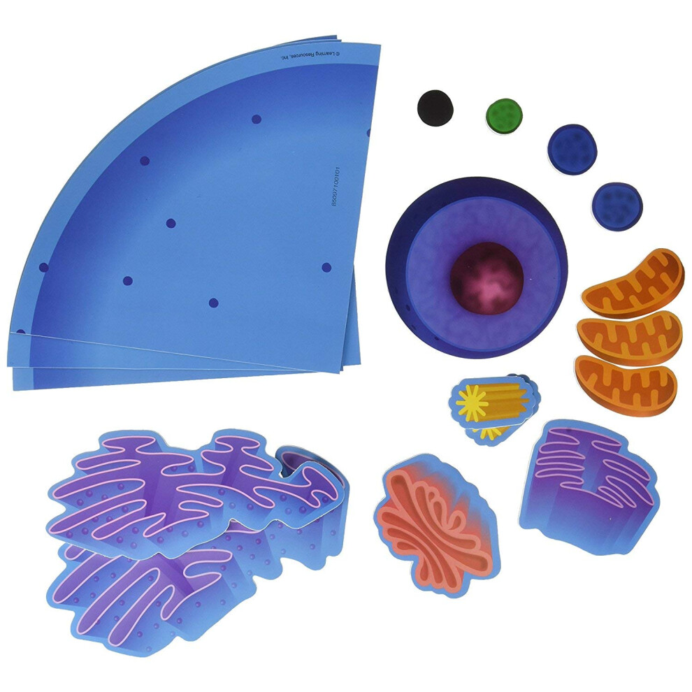 Learning Resources Giant Magnetic Animal Cell  Classroom Supplies  4 P