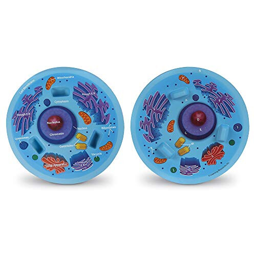 Learning Resources Learning Resources Cross-Section Animal Cell Model  Soft Foam  Early B 2