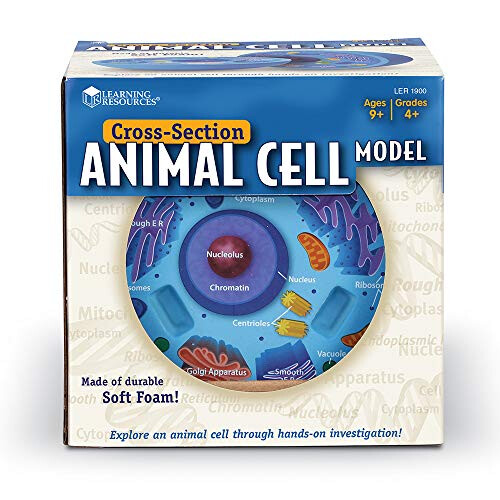 Learning Resources Learning Resources Cross-Section Animal Cell Model  Soft Foam  Early B 1