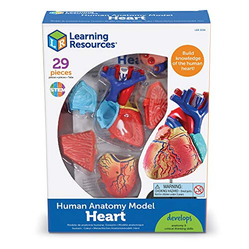 Learning Resources Learning Resources Human Heart Model  Working Heart Model  Anatomy for 2