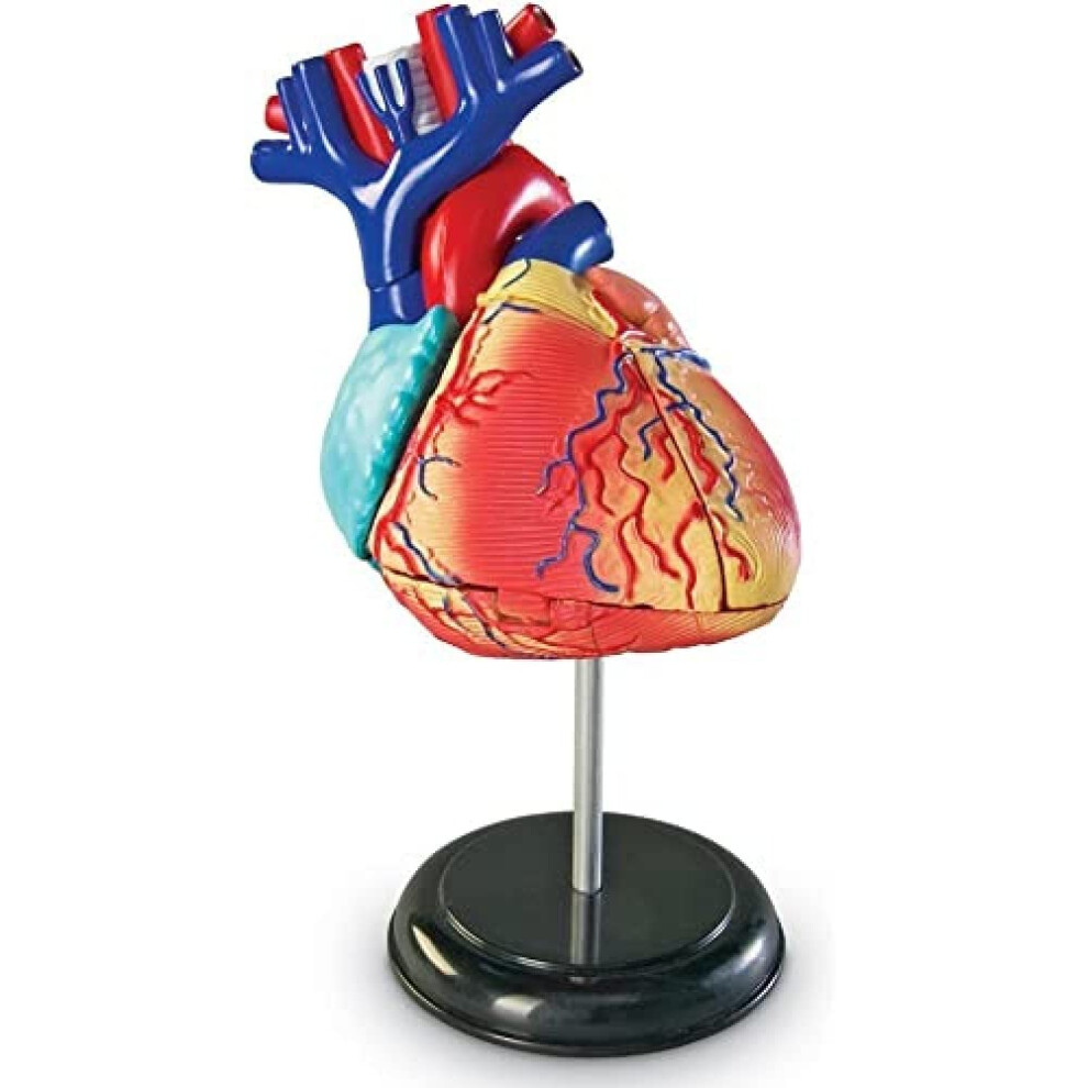 Learning Resources Human Heart Model  Working Heart Model  Anatomy for