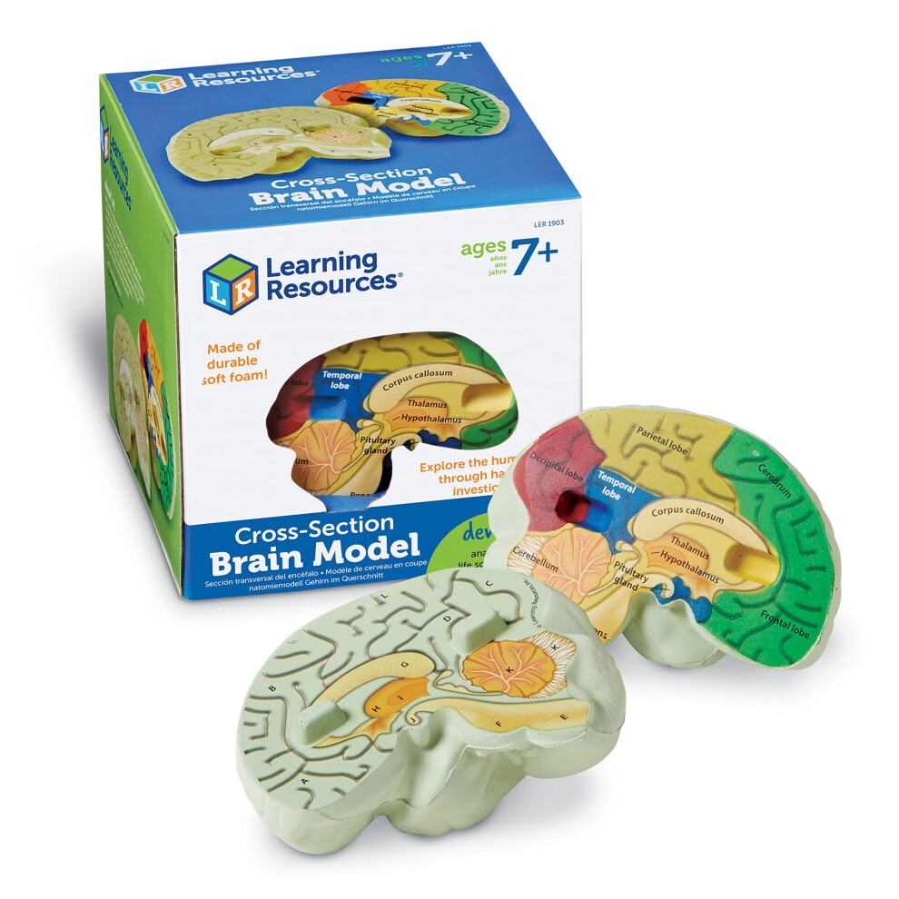 Learning Resources Cross-section Brain Model - 2 Pieces  Ages 7+ Brain