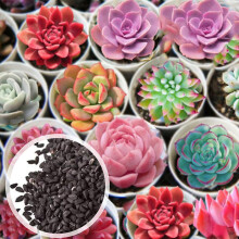 100Pcs/Bag Succulent Seeds Multi-color Easy to Grow Prolific Drought Tolerant Succulent Seeds for Home