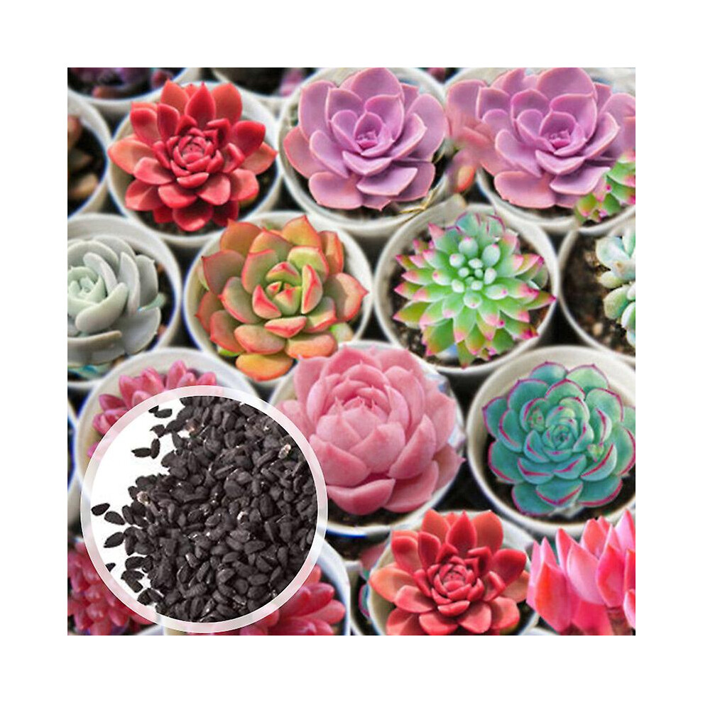 100Pcs/Bag Succulent Seeds Multi-color Easy to Grow Prolific Drought Tolerant Succulent Seeds for Home