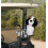Daphne's huvudskydd för Bernese Mtn Dog 2
