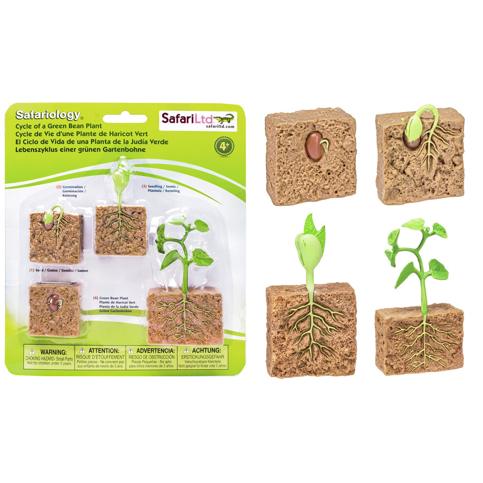 Safari Ltd. Life Cycle of a Green Bean Plant - Educational Toy Figurin