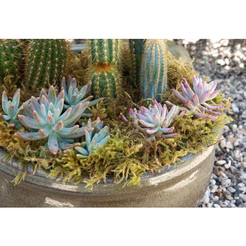 SuperMoss 7 59834 21705 3 Μοσχάρι, Περίπου 5 lb Χύμα Περίπτωση, Φυσικό Ξηρό 2