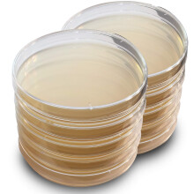 LB Agar Platten - Evviva Sciences - Fertige Luria-Bertani Agar Petri-Schalen - Allgemeines Medium