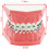 Dentalmall Typodonts Ορθοδοντικής Μοντέλο Επίδειξης με Μεταλλικά Καλώδια και Στηρίγματα 3