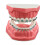 Dentalmall Typodonts Ορθοδοντικής Μοντέλο Επίδειξης με Μεταλλικά Καλώδια και Στηρίγματα 1