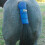 Cashel Tail Shield Royal Blue 2