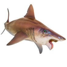 ????st????? ????? ???t??a PNSO (43 Haylee The Helicoprion)