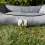 AllPetSolutions Dexter Waterproof Dog Bed  Grey - Size M 75x58x19cm 7