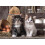 Clementoni Clementoni ""Cute Kittens Puzzle (1000 Piece) 2