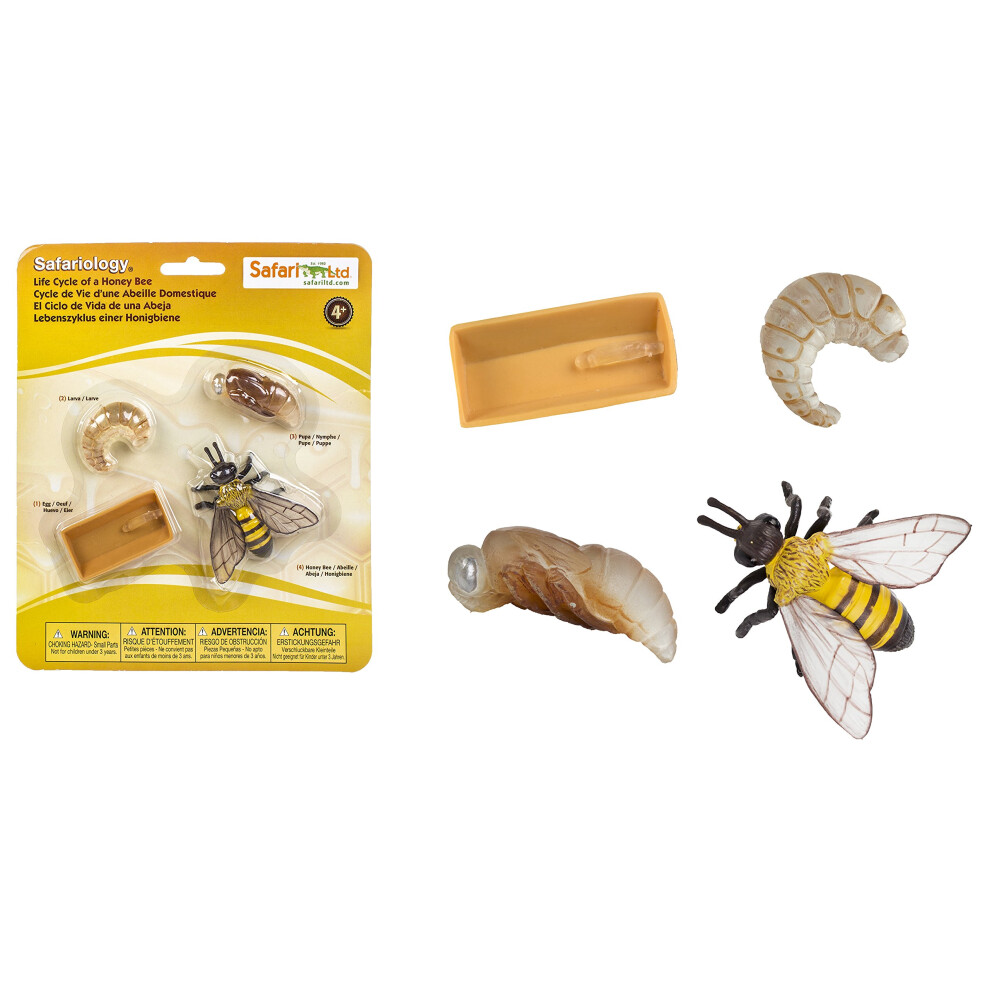 Safari Ltd. Life Cycle of a Honey Bee - Educational Toy Figurines - Miniature Bee Lifecycle Collection for Boys  Girls & Kids Age 4+