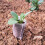 100PCS Biodegradable Non-Woven Nursery Plant Bags 2