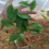 100PCS Biodegradable Non-Woven Nursery Plant Bags 7