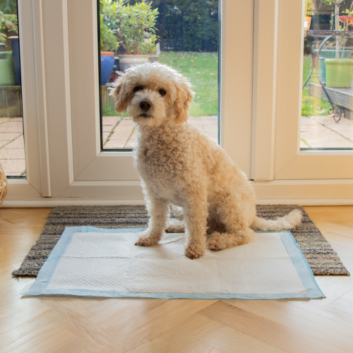 AllPetSolutions 100 x Medium Disposable Puppy Pads - 60 x 40cm 1