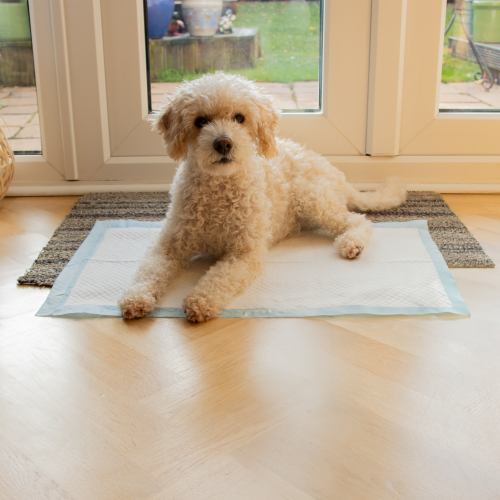 AllPetSolutions 100 x Medium Disposable Puppy Pads - 60 x 40cm 2