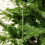 New Christmas Tree Decoration Aroma Stick 2