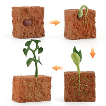 Simulation Life Cycle Of A Green Bean Plant Growth Model Action Educational Toys