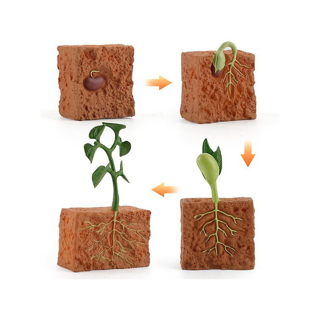Simulation Life Cycle Of A Bean Plant Growth Model Action Educational Toys Green