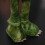 Smart Garden Products 37cm Green Standing Christmas Dinosaur with Santa Hat 7