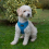 (Medium) AllPetSolutions Dog Harness with Reflective Strip in Blue S/M/L 1
