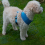 (Medium) AllPetSolutions Dog Harness with Reflective Strip in Blue S/M/L 4