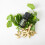 doTERRA doTERRA Cardamom Essential Oil - 5 mL 3