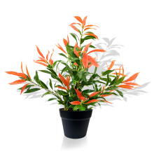 Artificial Ficus Tree with Photinia Red Robin Green Foliage, 80cm - Low-Maintenance Realistic Faux Plant for Home & Office Decor