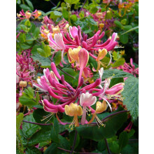 (Pack of 18) Fragrant Flowering Climbing Garden Border Mix Plants